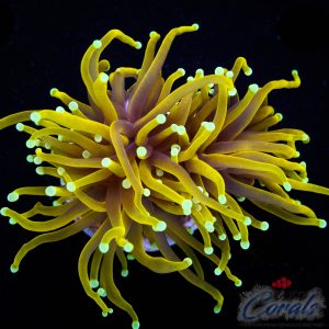 EC Indo Tiger Gold Torch 1 H/P