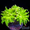 EC Cotton Candy Torch 1 H/P