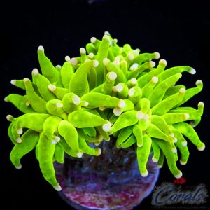 EC Cotton Candy Torch 1 H/P