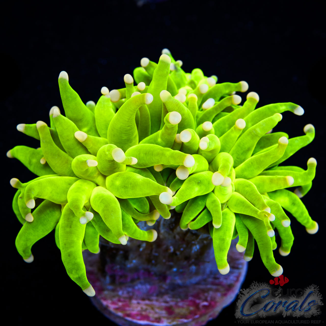 EC Cotton Candy Torch 1 H/P