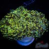 EC Yellow Frogspawn 1 H/P