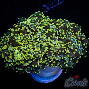 EC Yellow Frogspawn 1 H/P
