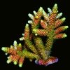 EC Akil’s Rainbow Millepora Acro S