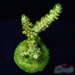 EC Toxic Waste Acro M