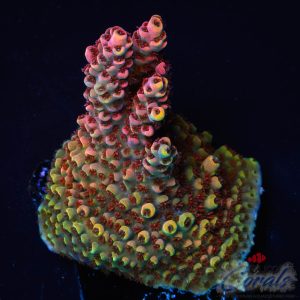 EC Fairy Land Acro L