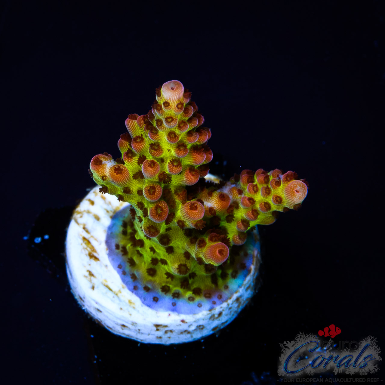EC BloodMoon Acro S