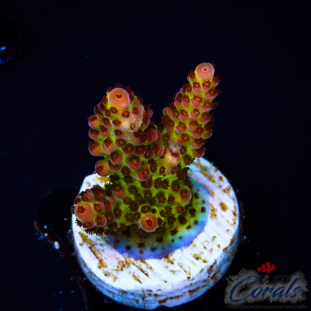 EC BloodMoon Acro S