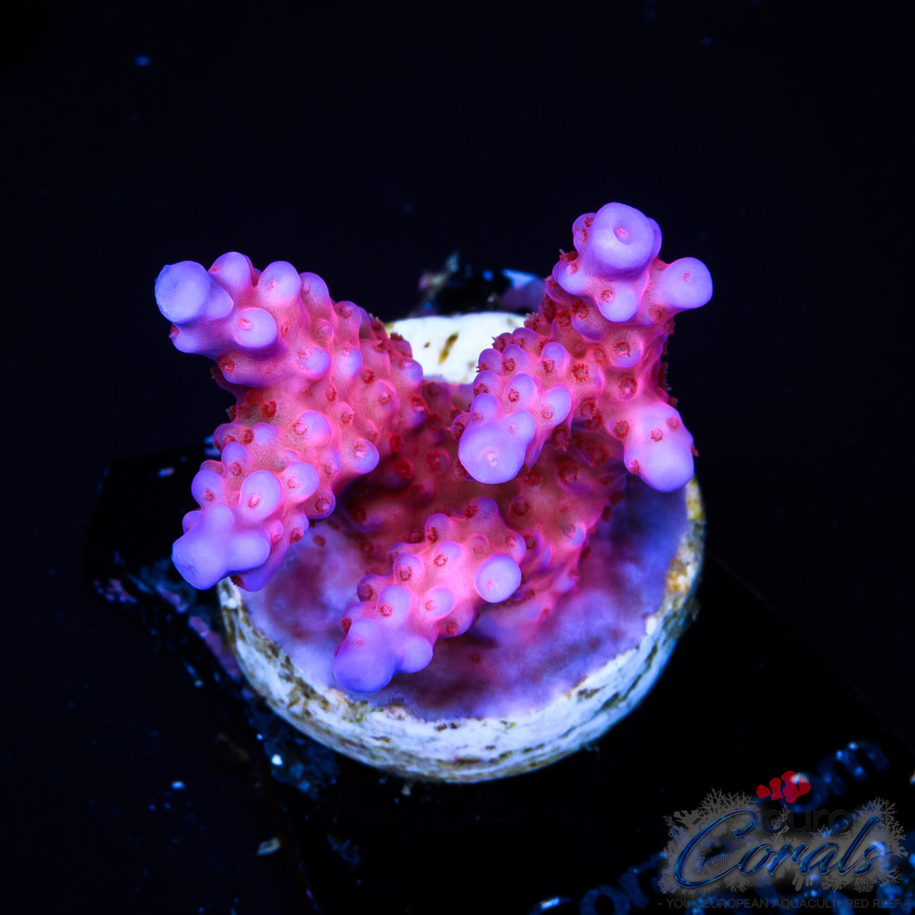 EC Purple Night Fury Acro M