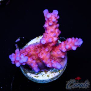 EC Purple Night Fury Acro M