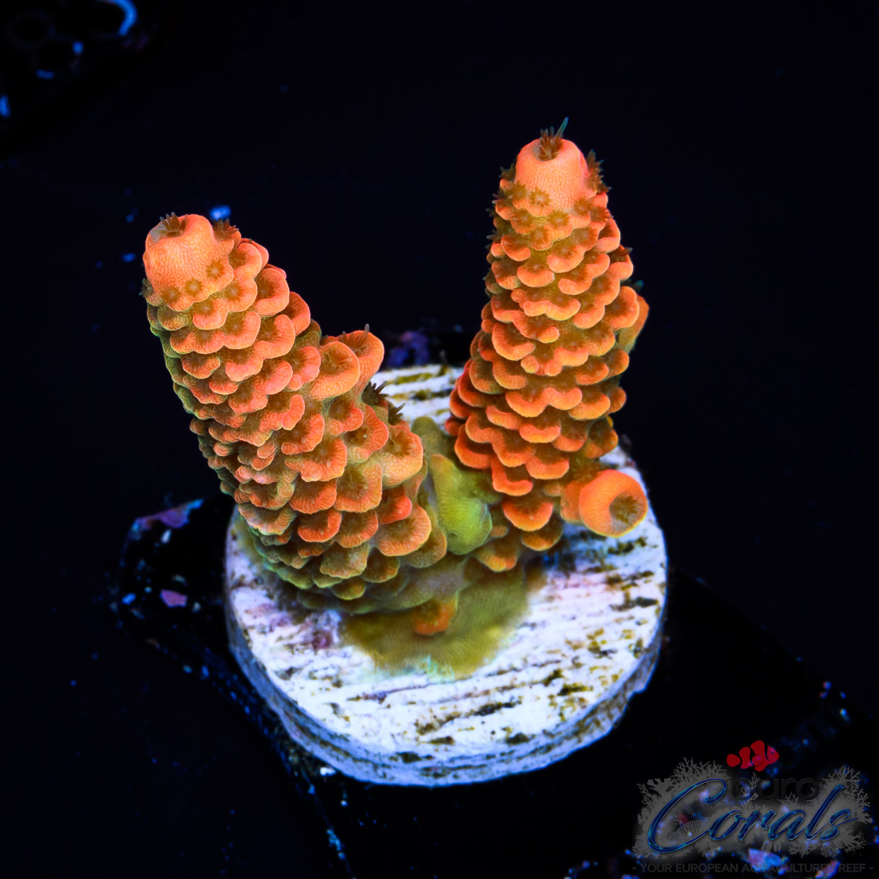 EC Mango Meltdown Acro S