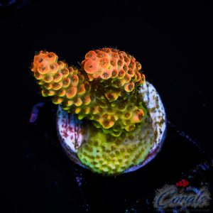 EC Mango Meltdown Acro S