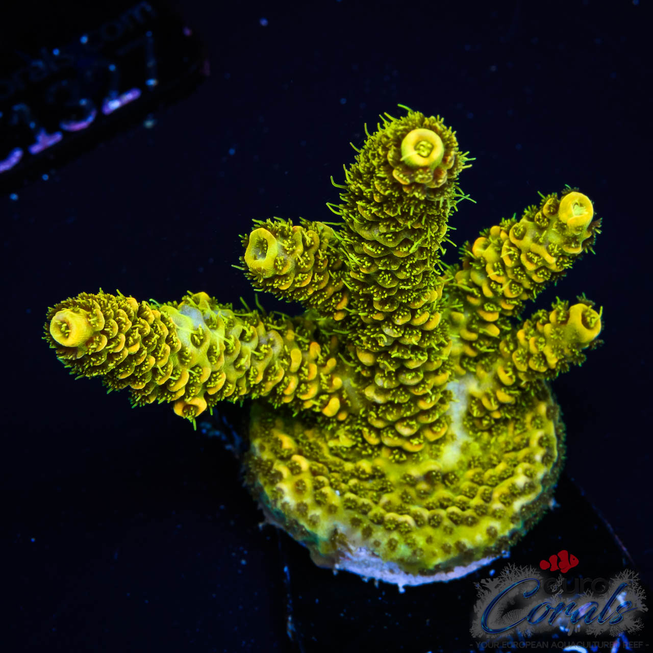 EC Solar Flare Acro L