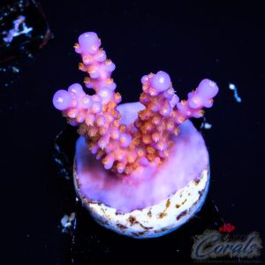 EC Fireworks Acro EX M