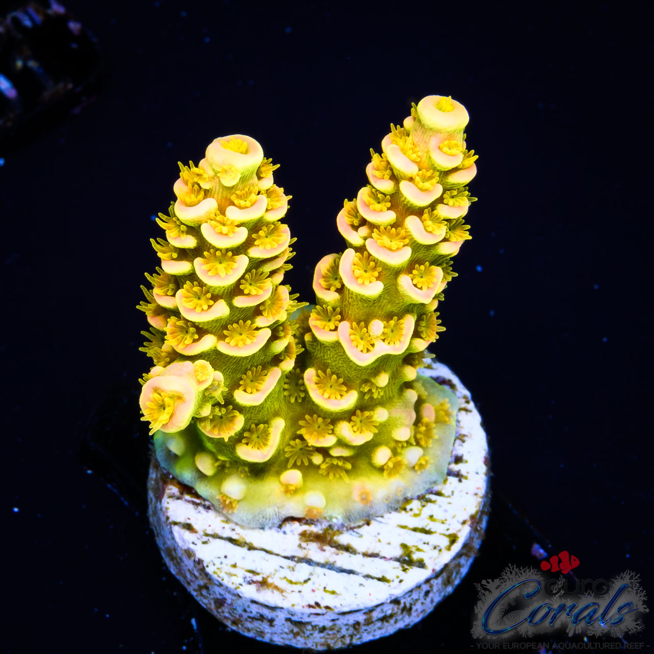 EC WaltDisney Acro – Akil’s Gold Edition S