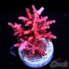 EC Little Red Ferrari Acro L
