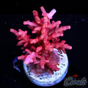 EC Little Red Ferrari Acro L