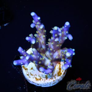 EC Blue Flame Acro M