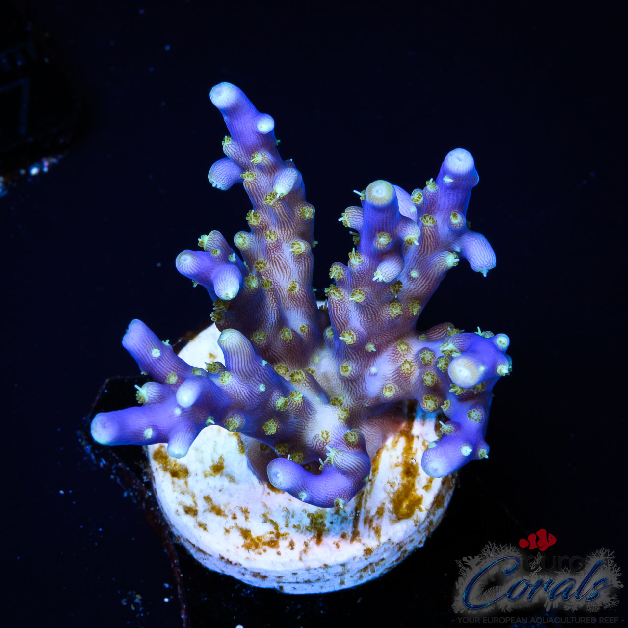EC Blue Flame Acro M