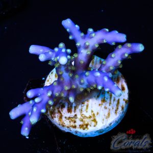 EC Blue Flame Acro M