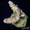 EC Rainbow Alebrije Acro M