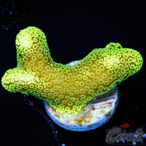 EC Sparkling Stars Stylo S