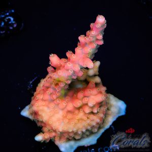 EC Flamethrower Acro S