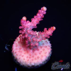 EC Yellow Tipped Red Diablo Acro S