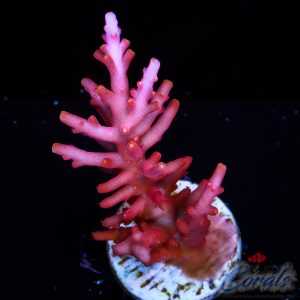 EC Little Red Ferrari Acro L
