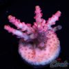EC Yellow Tipped Red Diablo Acro M