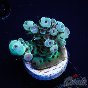 EC Cookie Monster Acro S