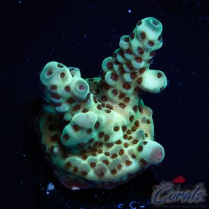 EC Cookie Monster Acro S