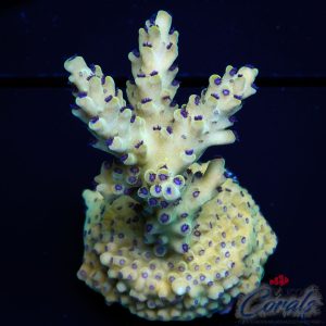 EC Blueberry SSC Acro M