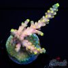 EC Poison Envy Acro M