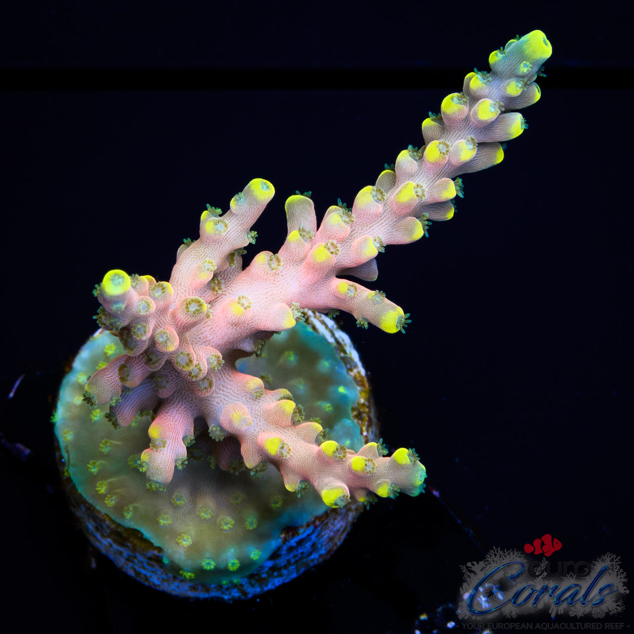 EC Poison Envy Acro M