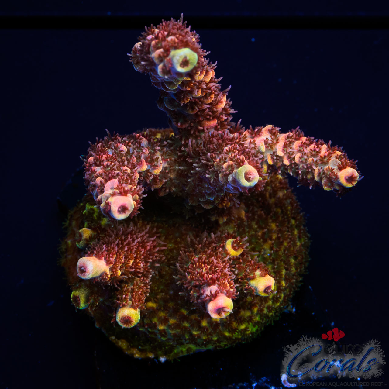 EC Psycho Bandit Acro M
