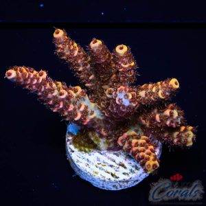 EC Psycho Bandit Acro M