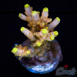 EC Wario Acro M