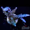 EC Shark Attack Acro XL