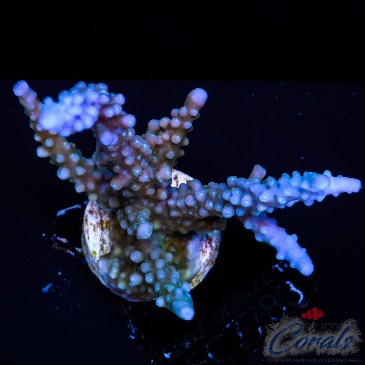 EC Shark Attack Acro XL