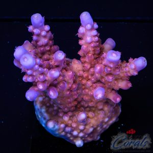EC Lolly Fruit Acro L