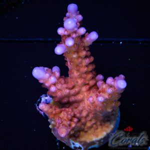 EC Lolly Fruit Acro M