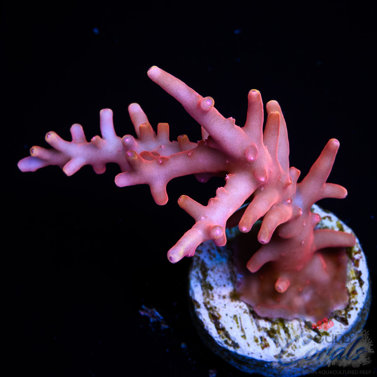 EC Golden Dragon Acro M