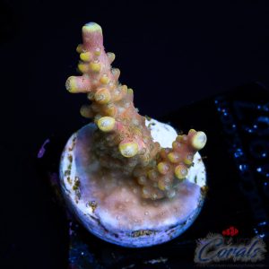 EC Fruity Pebbles Acro XS