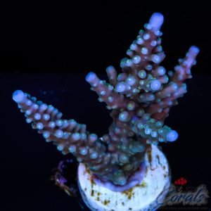 EC Shark Attack Acro XL