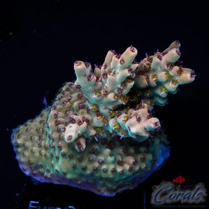 EC Fire Demon Acro M