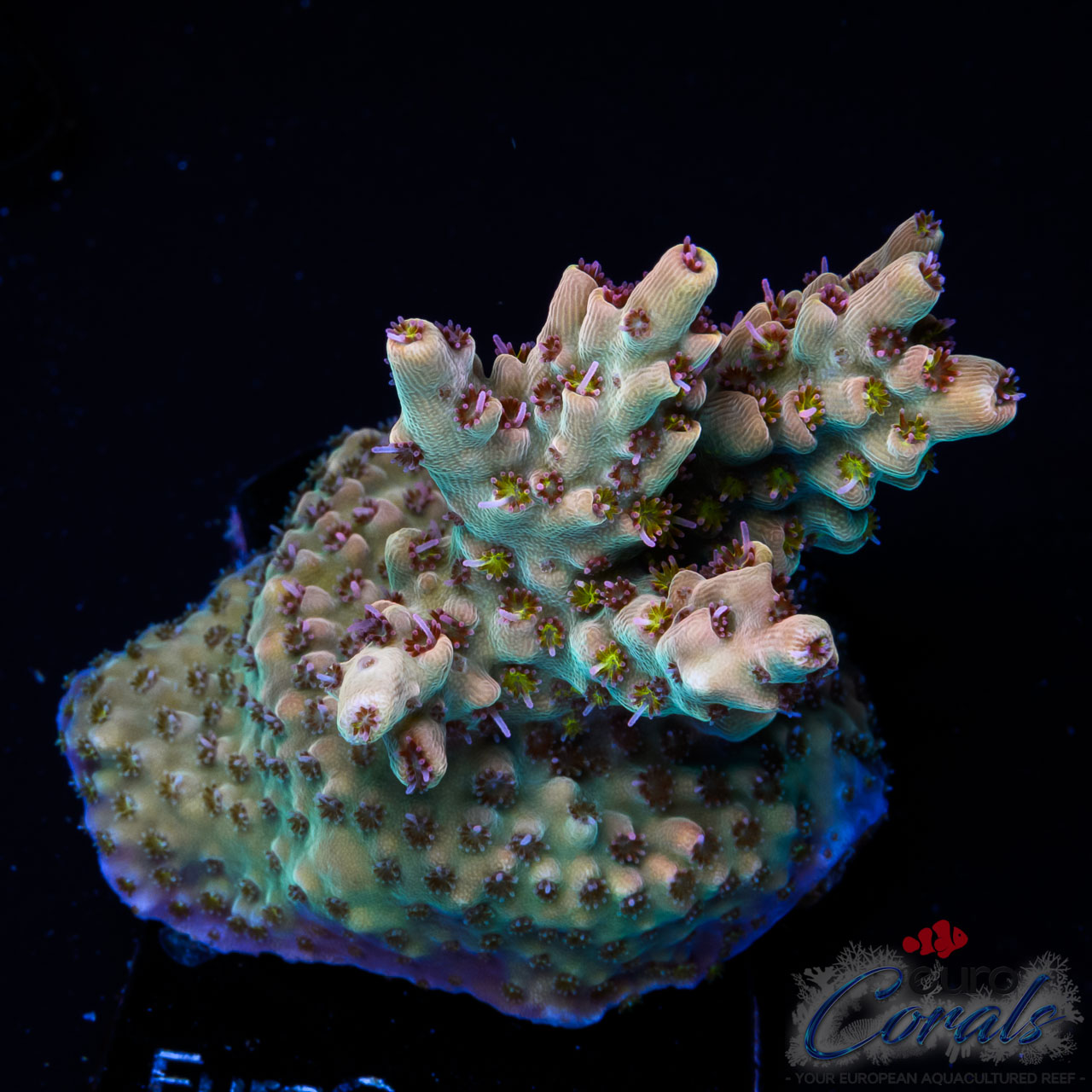 EC Fire Demon Acro M