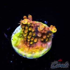 EC Mango Flamingo Acro S