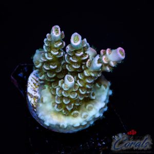 EC Homewrecker Tenuis Acro M