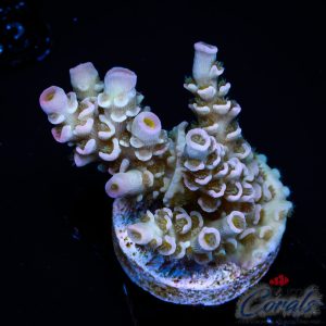 EC Rose Halo Tenuis Acro M