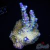 EC Nebula Acro M